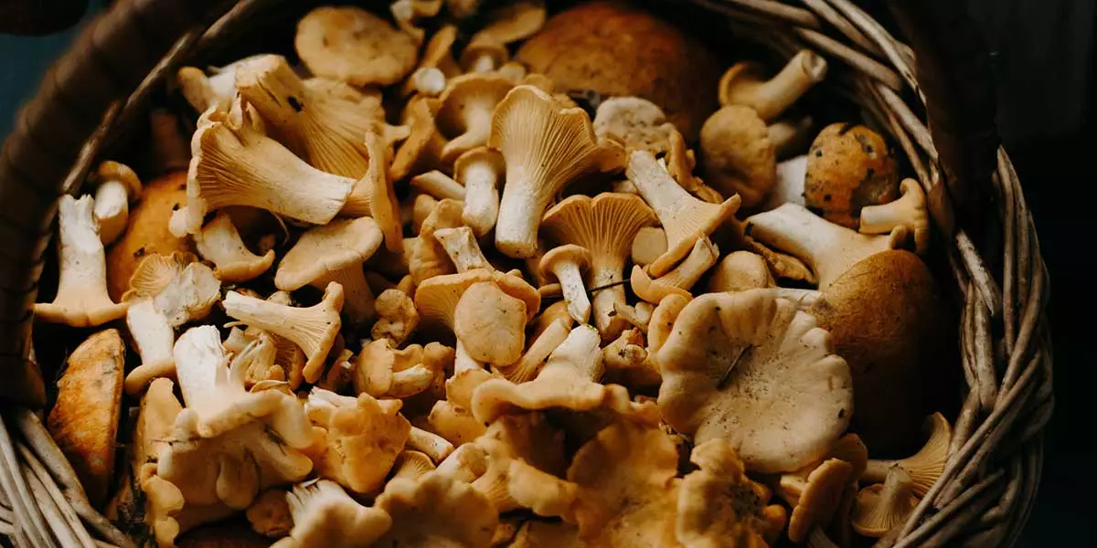 Menu Soirée Automne 2019 : Saison 3 Épisode 2 au Restaurant Léonie